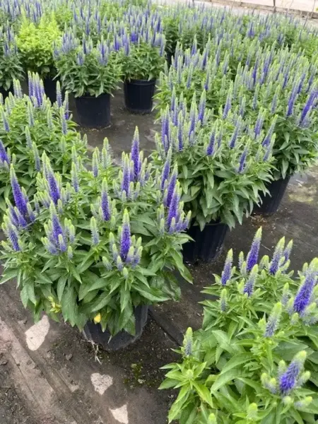 Royal Candles Veronica