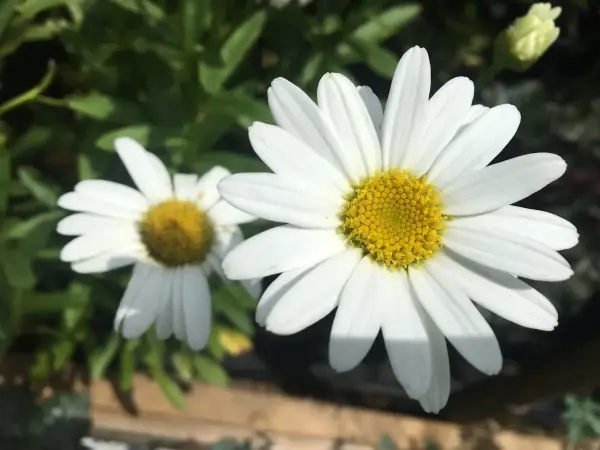 Shasta Daisy