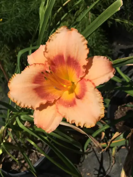 Strawberry Candy Daylily