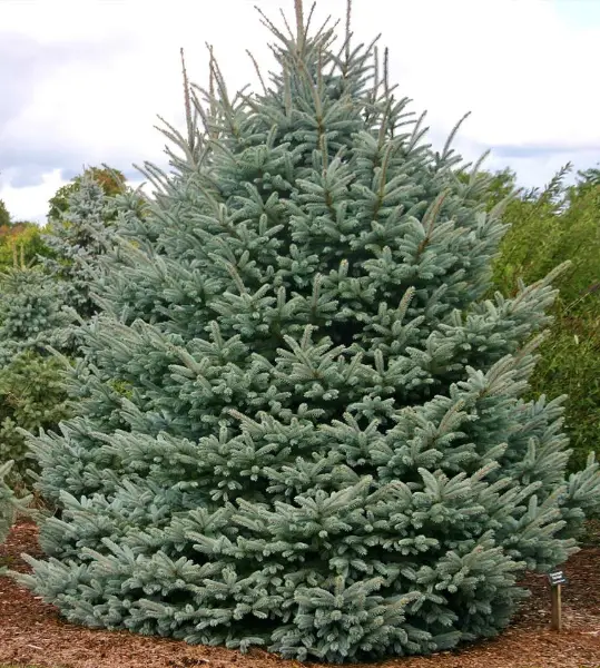 Picea Pungens Grafted Blue Spruce Fat Albert