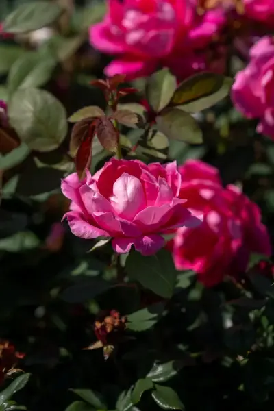 Pink Drift Rose