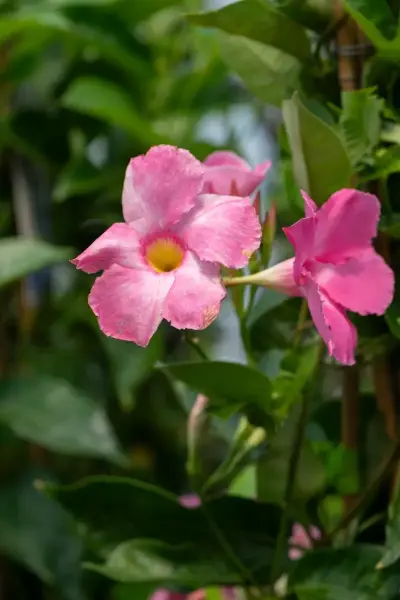 Pink Mandevilla