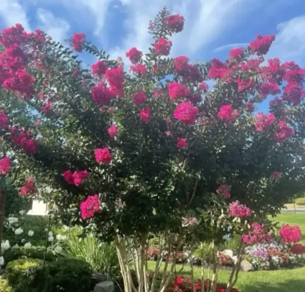 Pink Velour Crape Myrtle