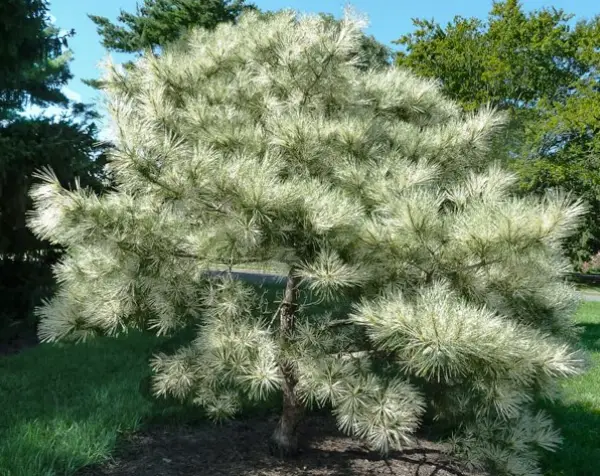Pinus Densiflora Japanese Red Pine Dragon Eye