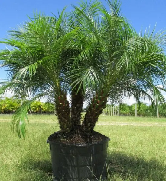 Pygmy Date Palm