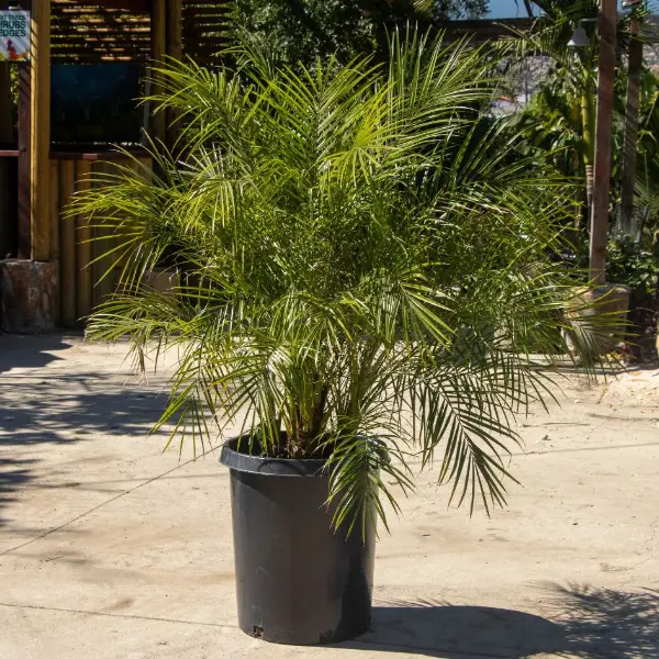 Pygmydatepalm2026