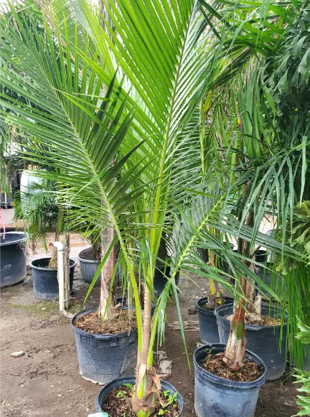 Queen Palm