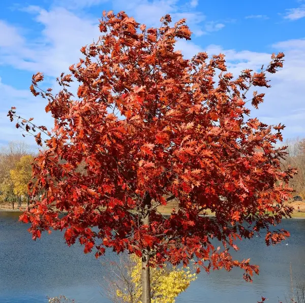 Quercus Rubra Northern Red Oak Shumardii
