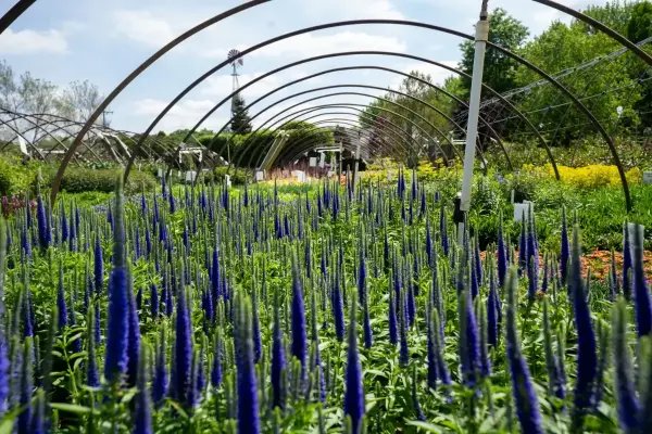 Royal Candle Veronica