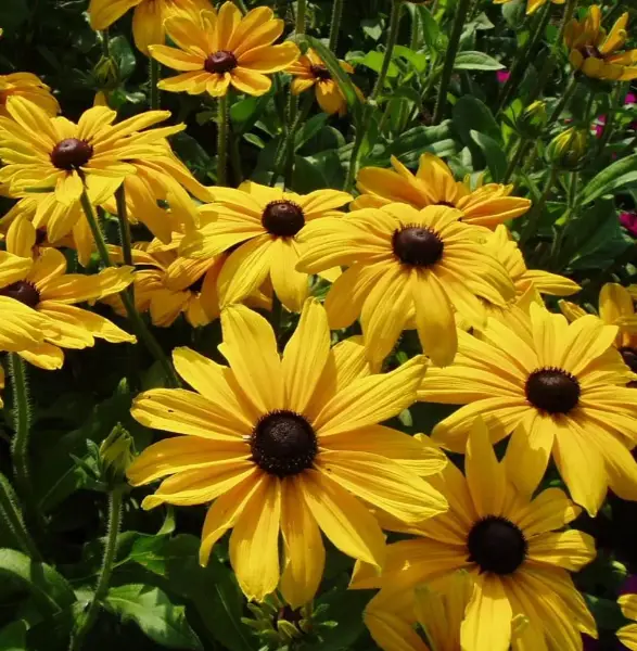 Rudbeckia Fulgida Black Eyed Susan Indian Summer
