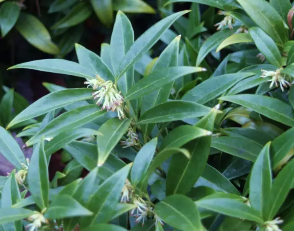 Sarcococca Hookeriana Var