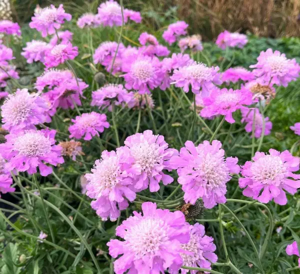 Scabiosa Columbaria Pincushion Flower Pink Mist