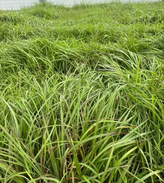 Schizachyrium Standing Ovation Little Blue Stem
