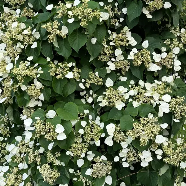 Schizophragma Hydrangeoides Vine Hydrangea Moonlight