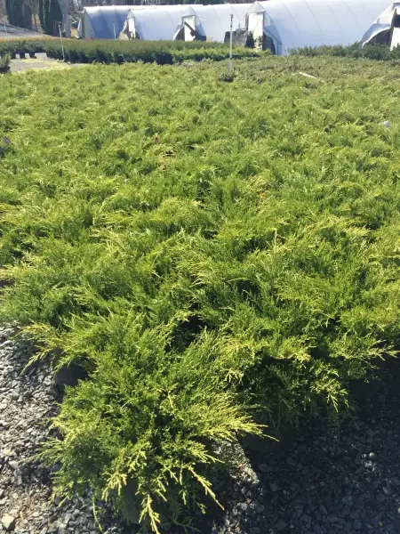 Sea Green Juniper
