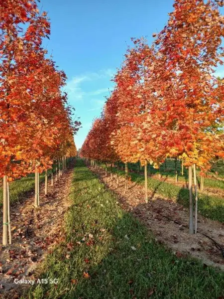 Autumn Blaze Maple