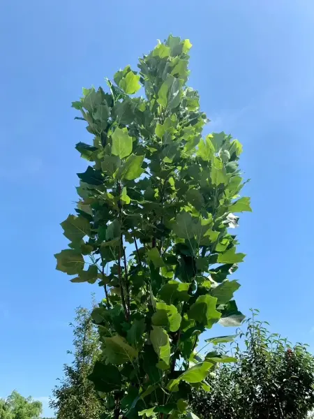 Arnold Columnar Tulip