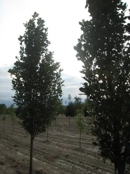 Columnar English Oak Tree