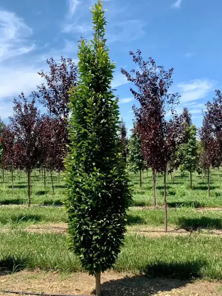 Columnar Hornbeam