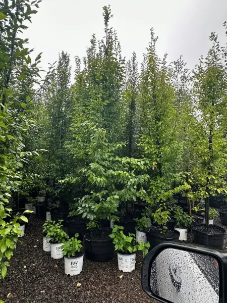 Frans Fontaine Hornbeam