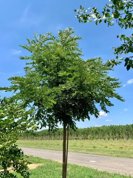 Kentucky Coffee Tree