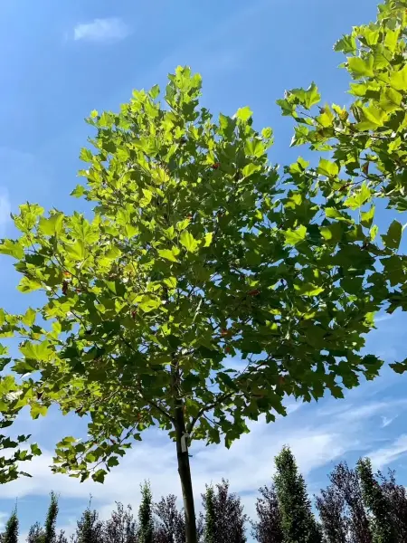 London Plane Tree