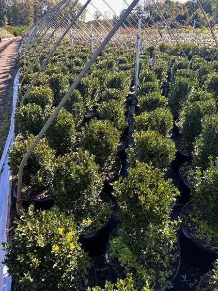 American Boxwood