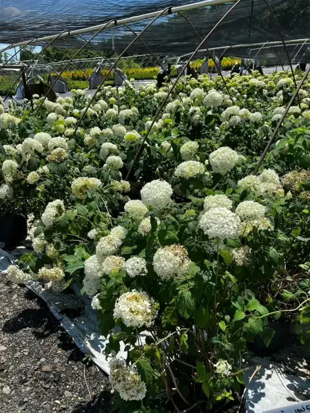 Annabelle Hydrangea