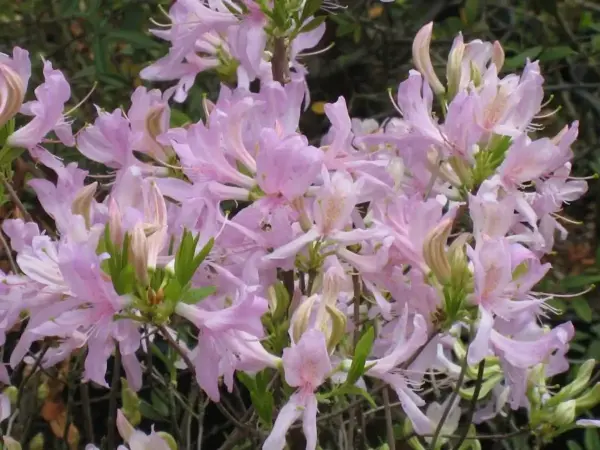 Apple Blosson Azalea