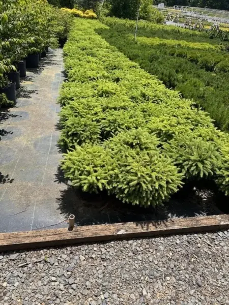 Birds Nest Spruce