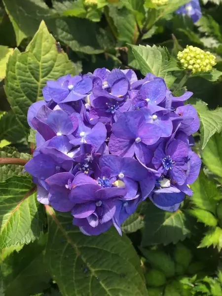 Blue Hydrangea
