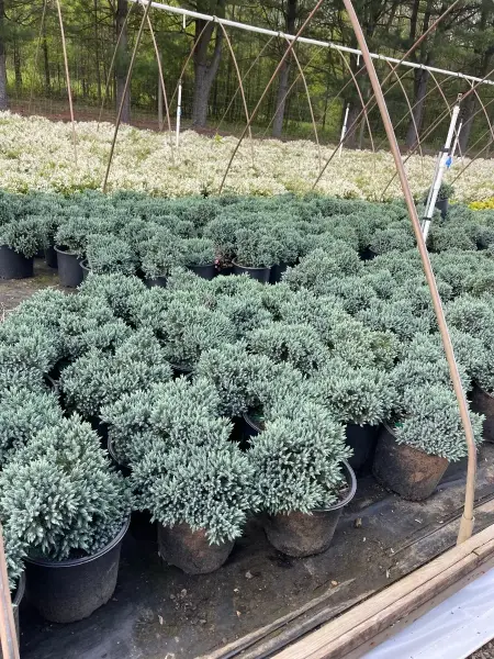 Blue Star Juniper