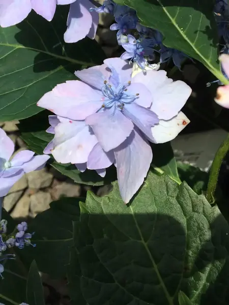 Blue Wave Hydrangea