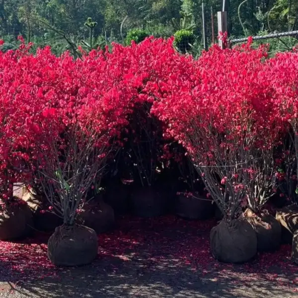 Burning Bush