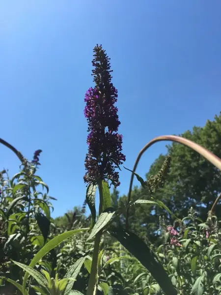 Butterfly Bush