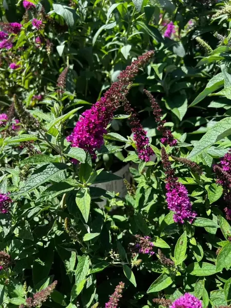 Butterfly Bush