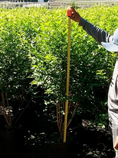 California Privet