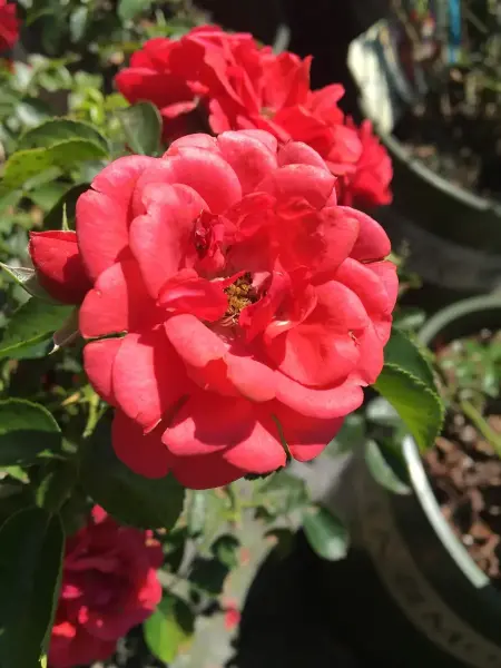 Carpet Rose