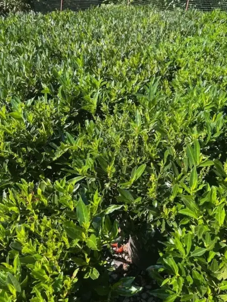 Cherry Laurel Otto Luyken