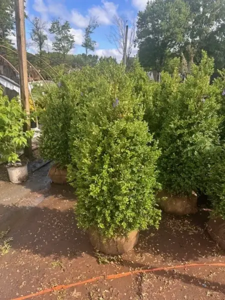 Common Boxwood