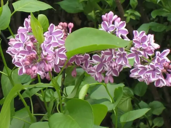 Common Lilac