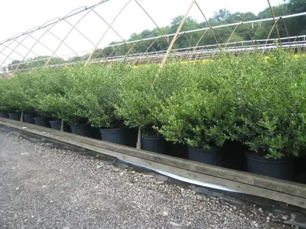 Compact Holly