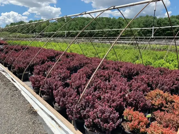Concord Barberry