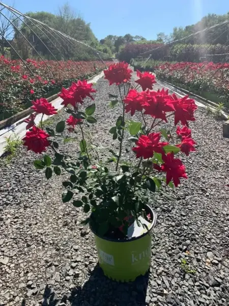 Double Red Knock Out Rose