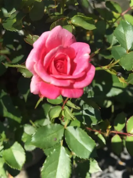 Drift Rose