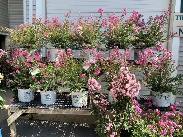 Dwarf Crape Myrtle