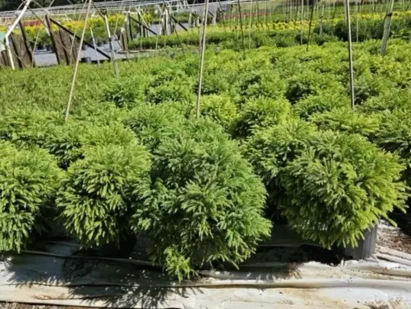 Dwarf Globe Cryptomeria