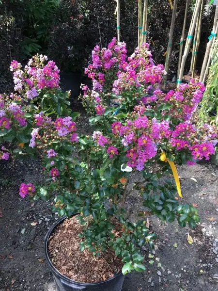 Dwarf Purple Crape Myrtle