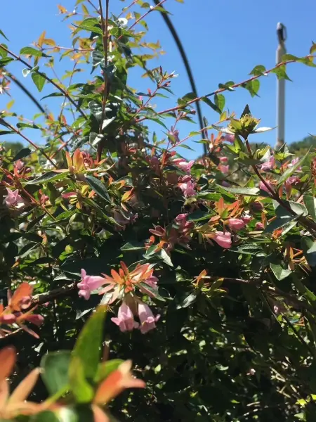 Edward Goucher Glossy Abelia