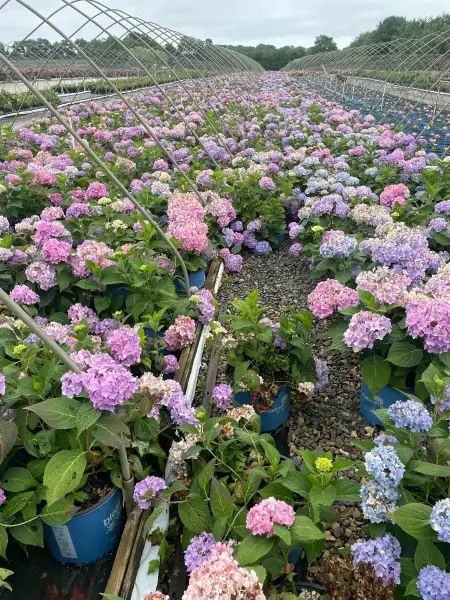 Endless Summer Hydrangea